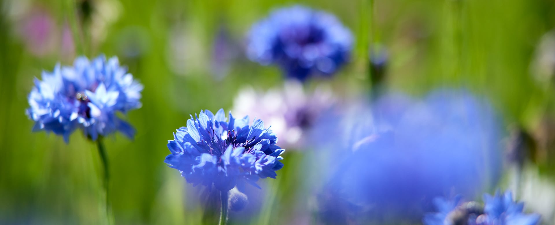 Primavera Alto Adige